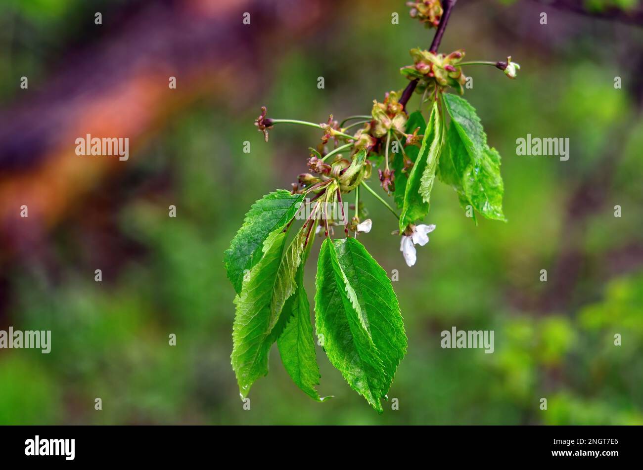 young leaves on a branch after the rain, close-up Stock Photo