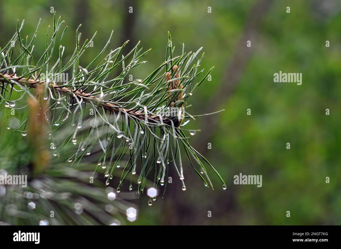 young cones on a spruce branch after the rain, close-up Stock Photo