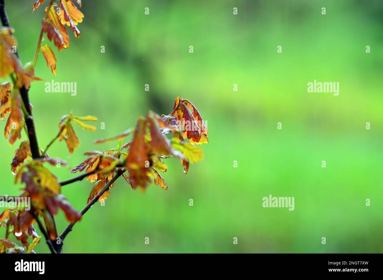 Wet young oak leaves hi-res stock photography and images - Alamy