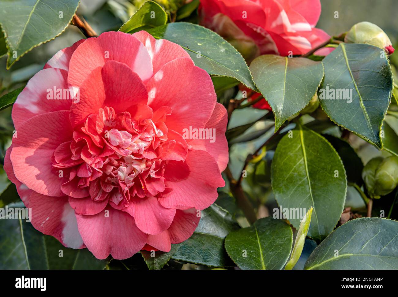 Closeup of pink and white Camellia Japonica 'Chandlers Elegans' flowers at Landschloss Zuschendorf, Saxony, Germany Stock Photo