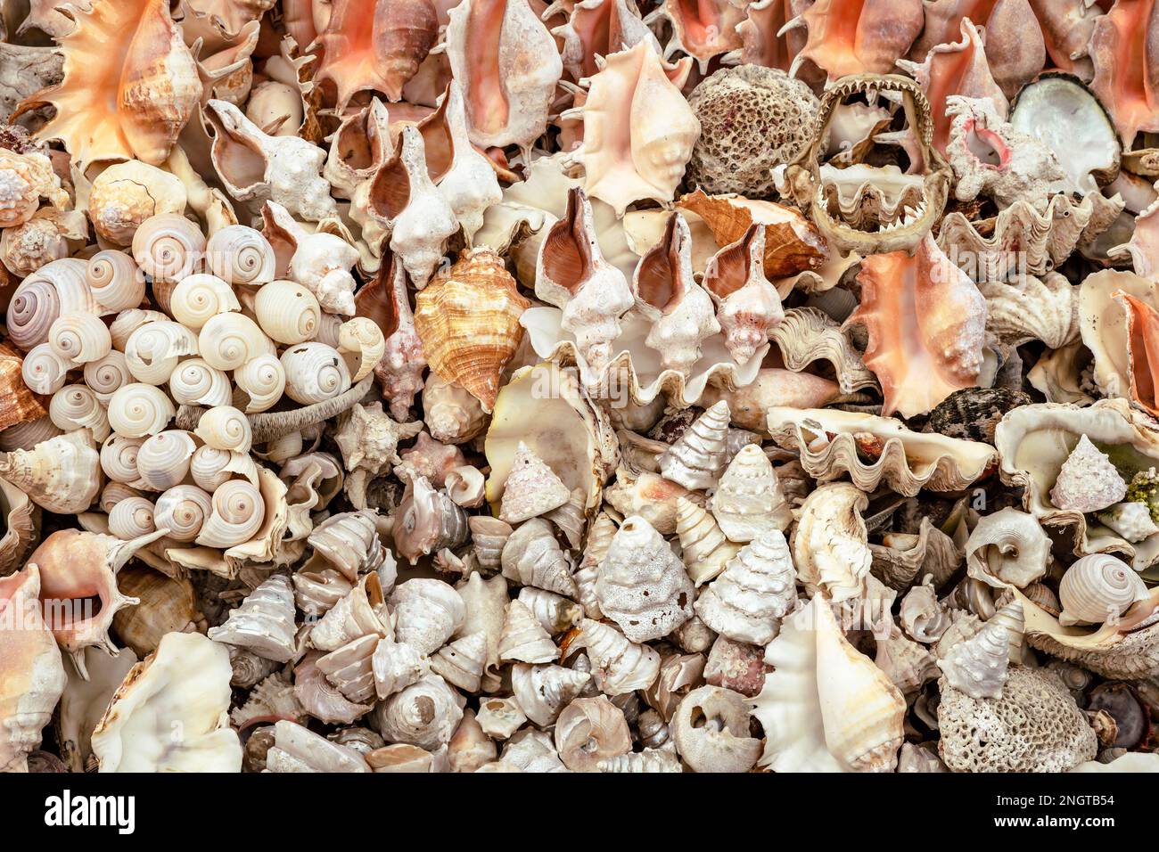 Marine Shells sold as Souvenirs in Alexandria market, Egypt. Africa ...