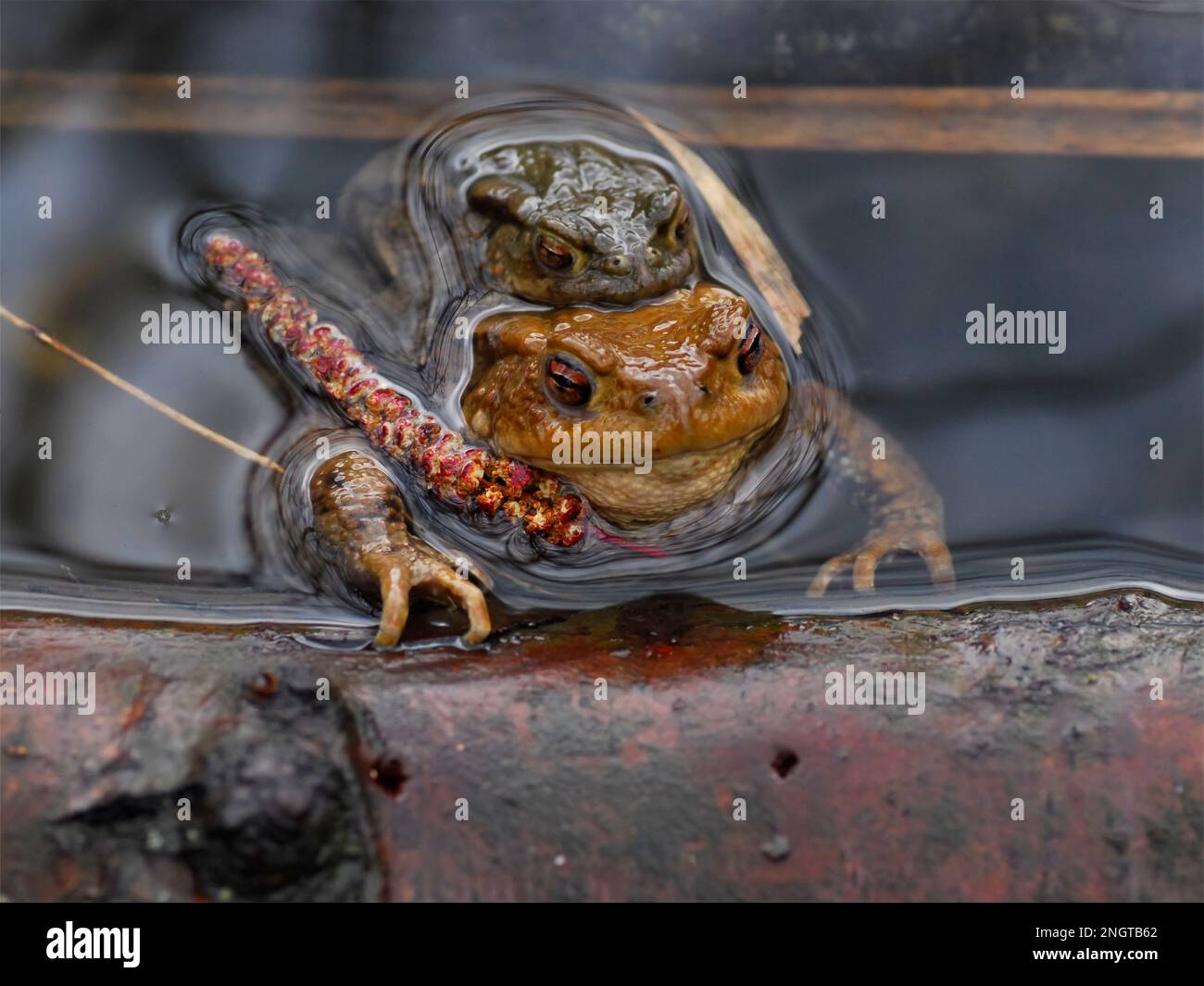 Pair of European toads (Bufo bufo) in water of pond Stock Photo