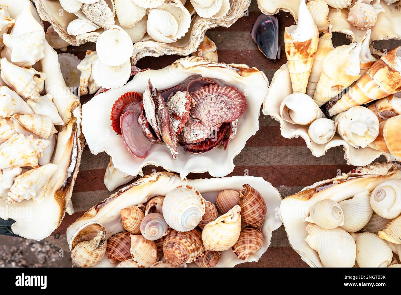 Capiz shells hi-res stock photography and images - Alamy