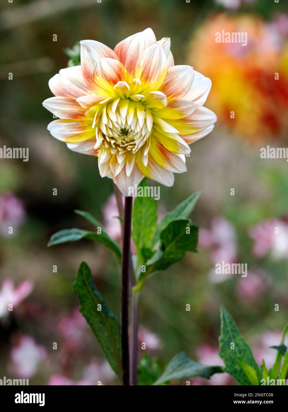 Damalia - Light Blue
