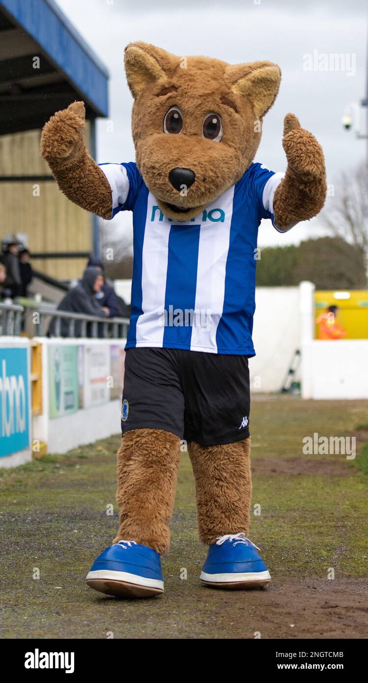 Chester, Cheshire, England 18th February 2023. Chester mascot Lupus, during Chester Football club V Boston United Football Club , in the Vanarama National League North (Credit Image: ©Cody Froggatt/Alamy Live News) Stock Photo