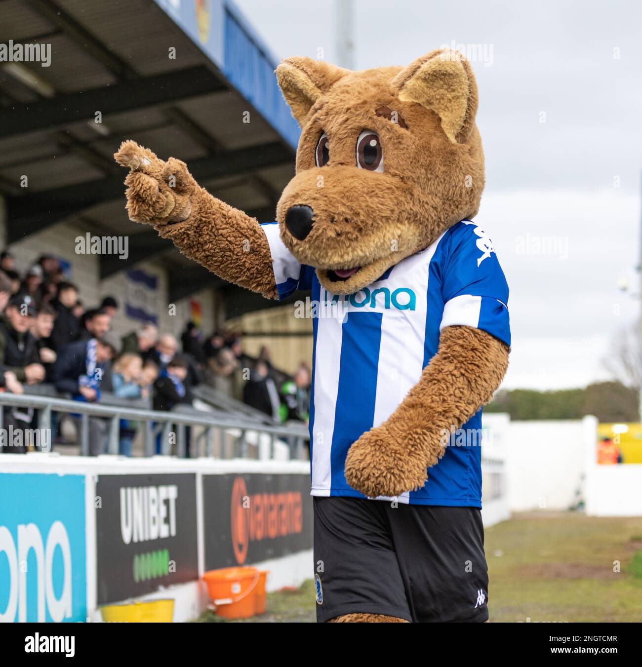 Chester, Cheshire, England 18th February 2023. Chester mascot Lupus, during Chester Football club V Boston United Football Club , in the Vanarama National League North (Credit Image: ©Cody Froggatt/Alamy Live News) Stock Photo