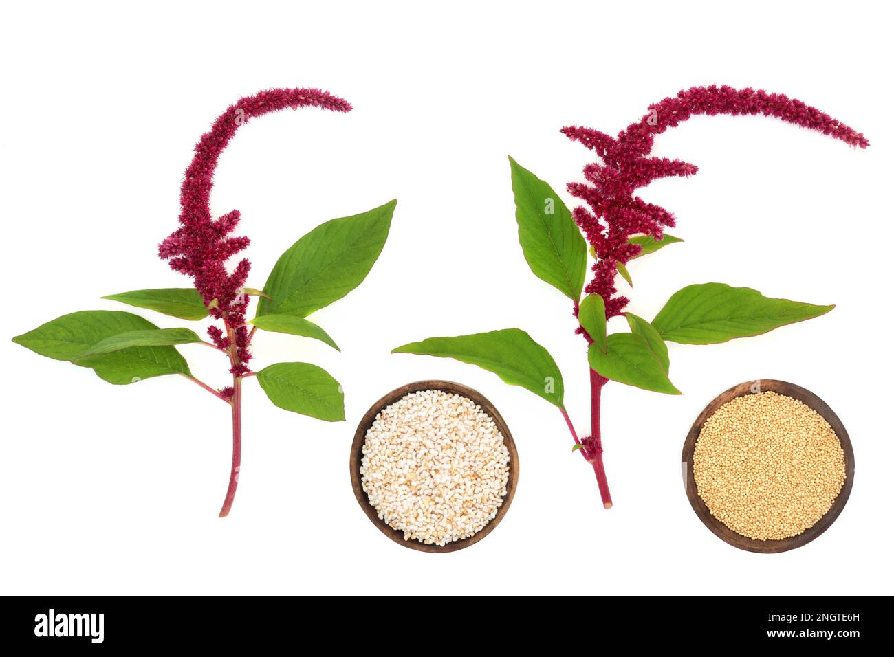 Amaranthus plants with red flower with seeds background. Health food