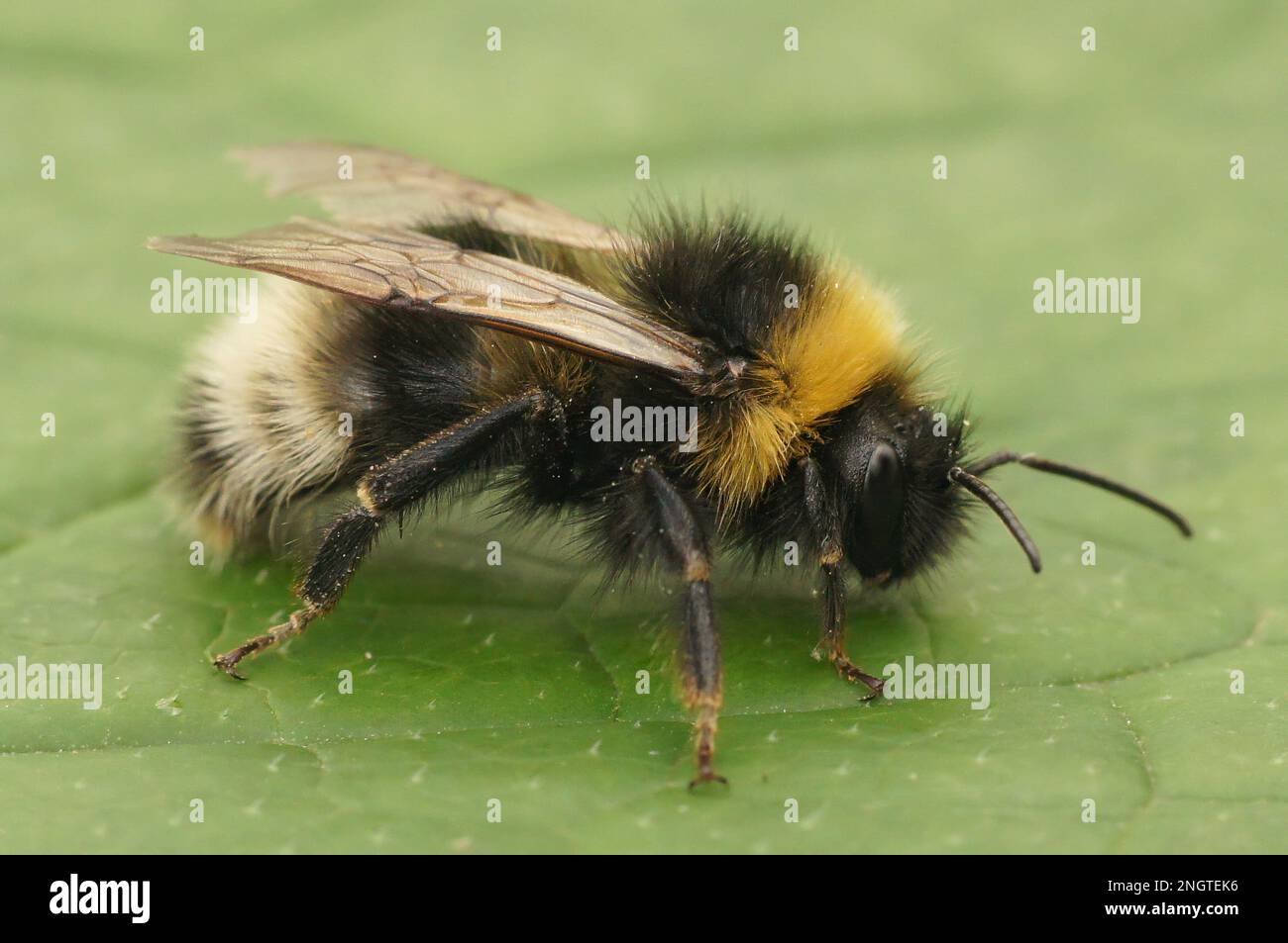 Natural closeup on the forest four colored cuckoo-bumblebee, Bombus sylvestris on a green leaf in the garden Stock Photo