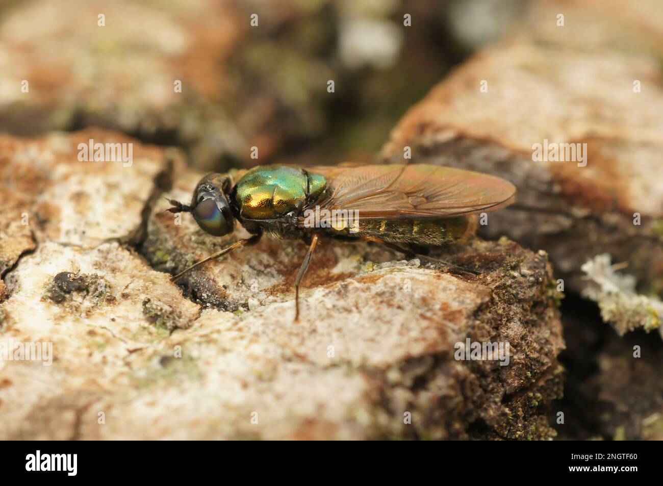 Natural closeup on a green Broad Centurion soldier fly, Chloromyia formosa, sitting on wood in the garden Stock Photo