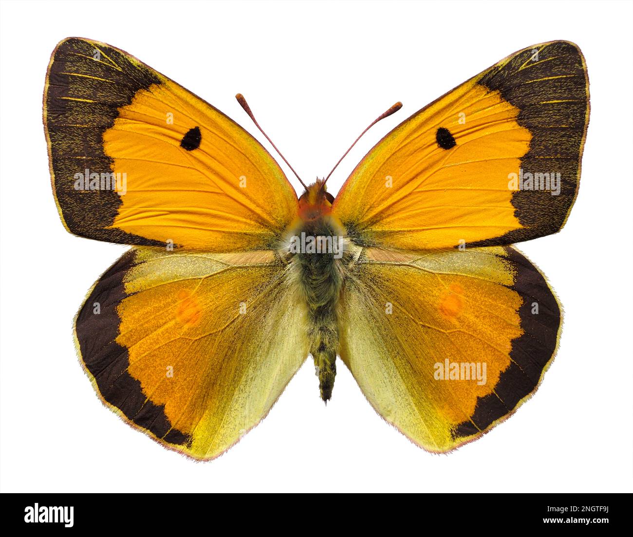 Female Colias croceus or clouded yellow butterfly (Colias crocea) isolated on white background Stock Photo