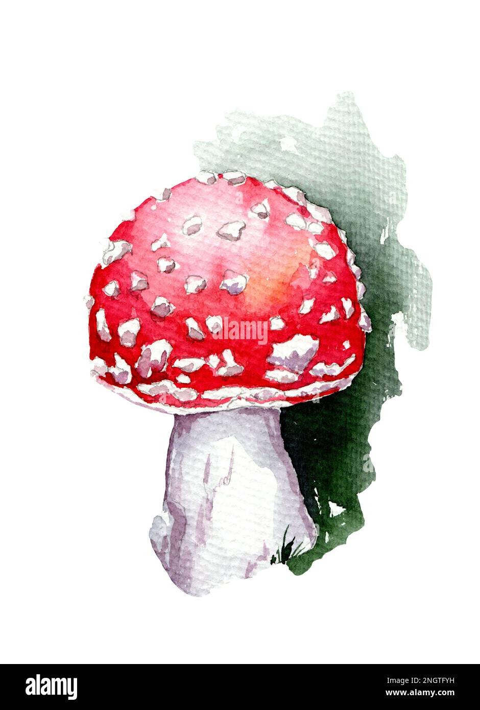 Watercolor drawing of a mushroom on a white background Stock Photo Alamy
