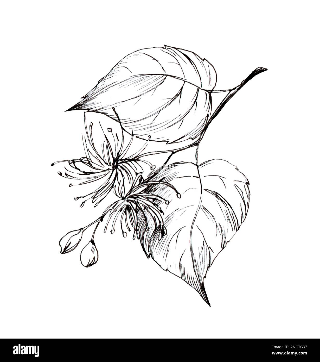 linden-tree-drawing