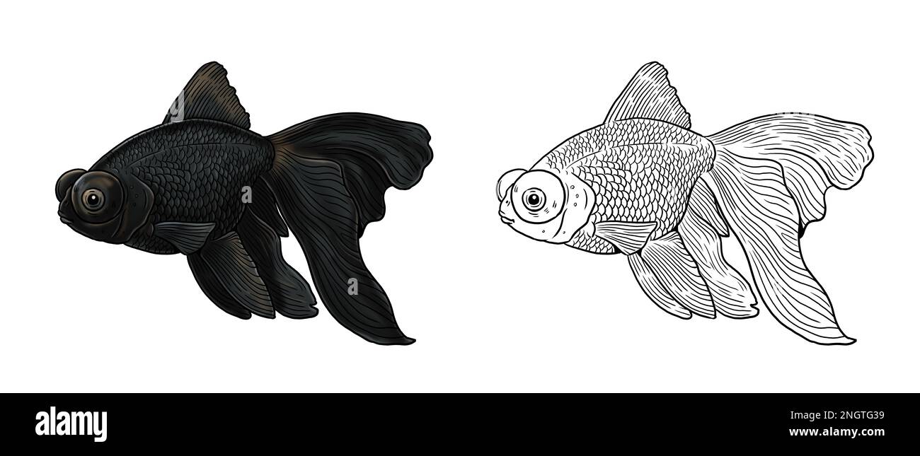 Aquarium with Veiltail, Telescope goldfish and Lionhead goldfish for coloring. Colorful fish templates. Coloring book for children and adults. Stock Photo