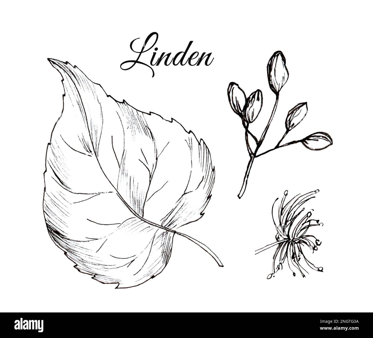 Linden Tree Drawing linden-tree-drawing