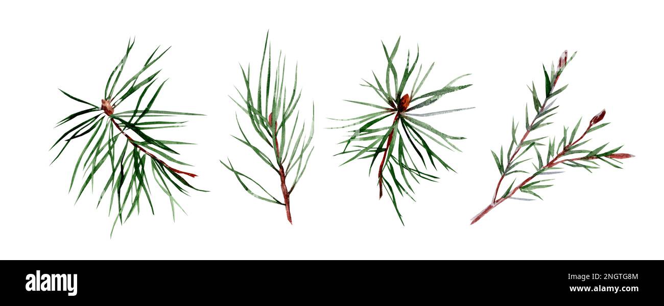 Set of spruce and pine branches. Watercolor hand drawn illustration ...