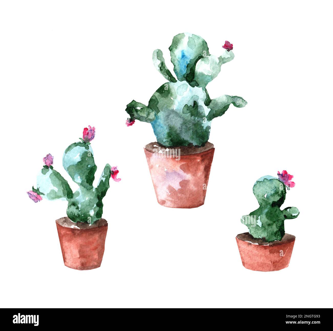 Set of watercolor illustrations. Cacti with flowers on a white ...