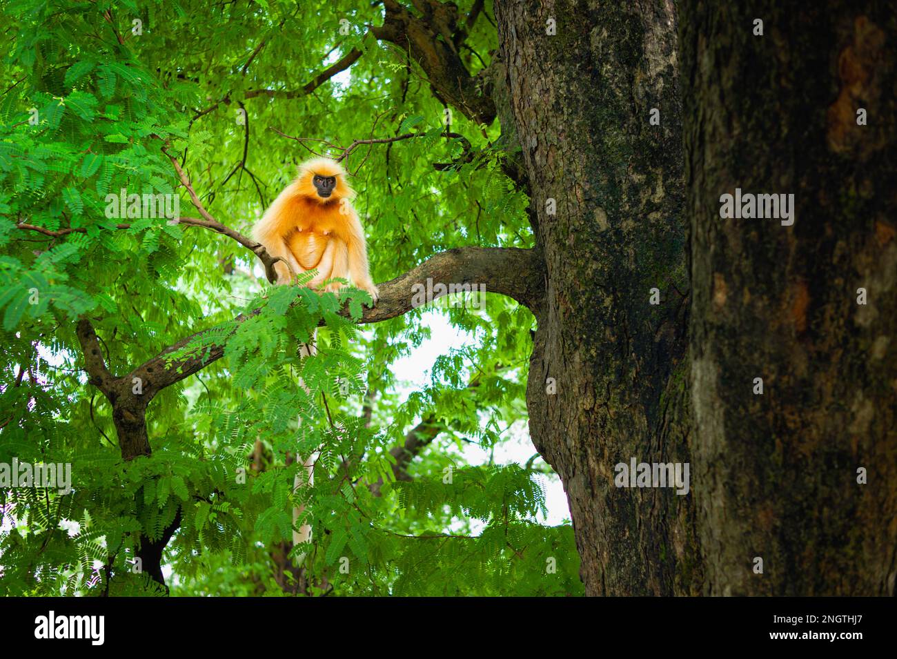 Gee's Golden langur, black faced, sitting on branch of tall tree in ...