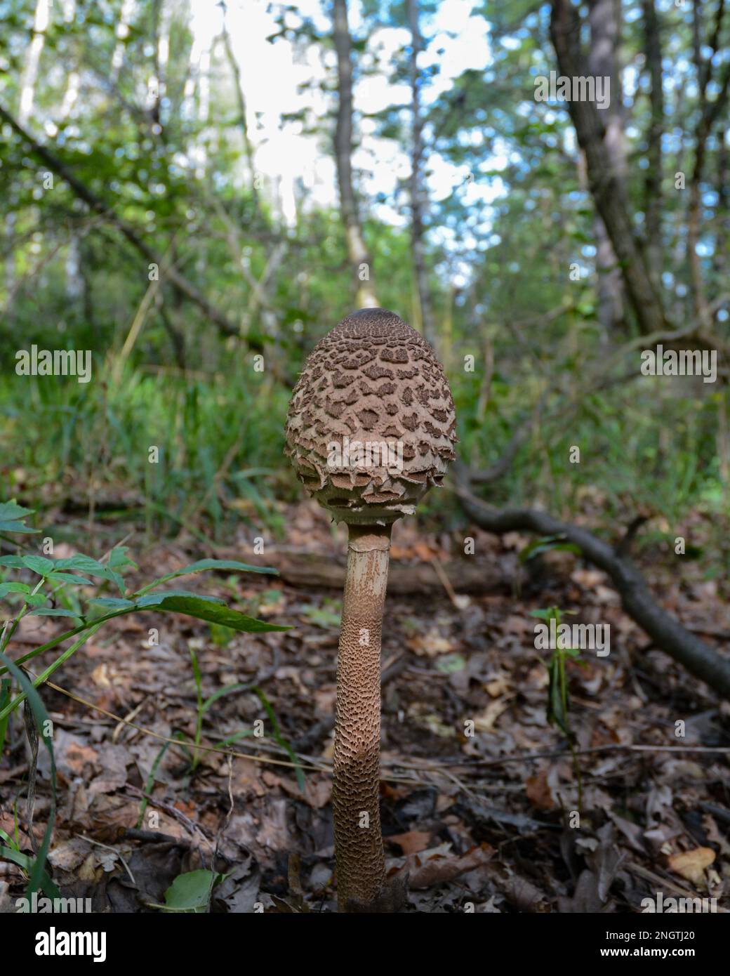 Wide-angle view of a young parasol mushroom growing in a temperate forest Stock Photo