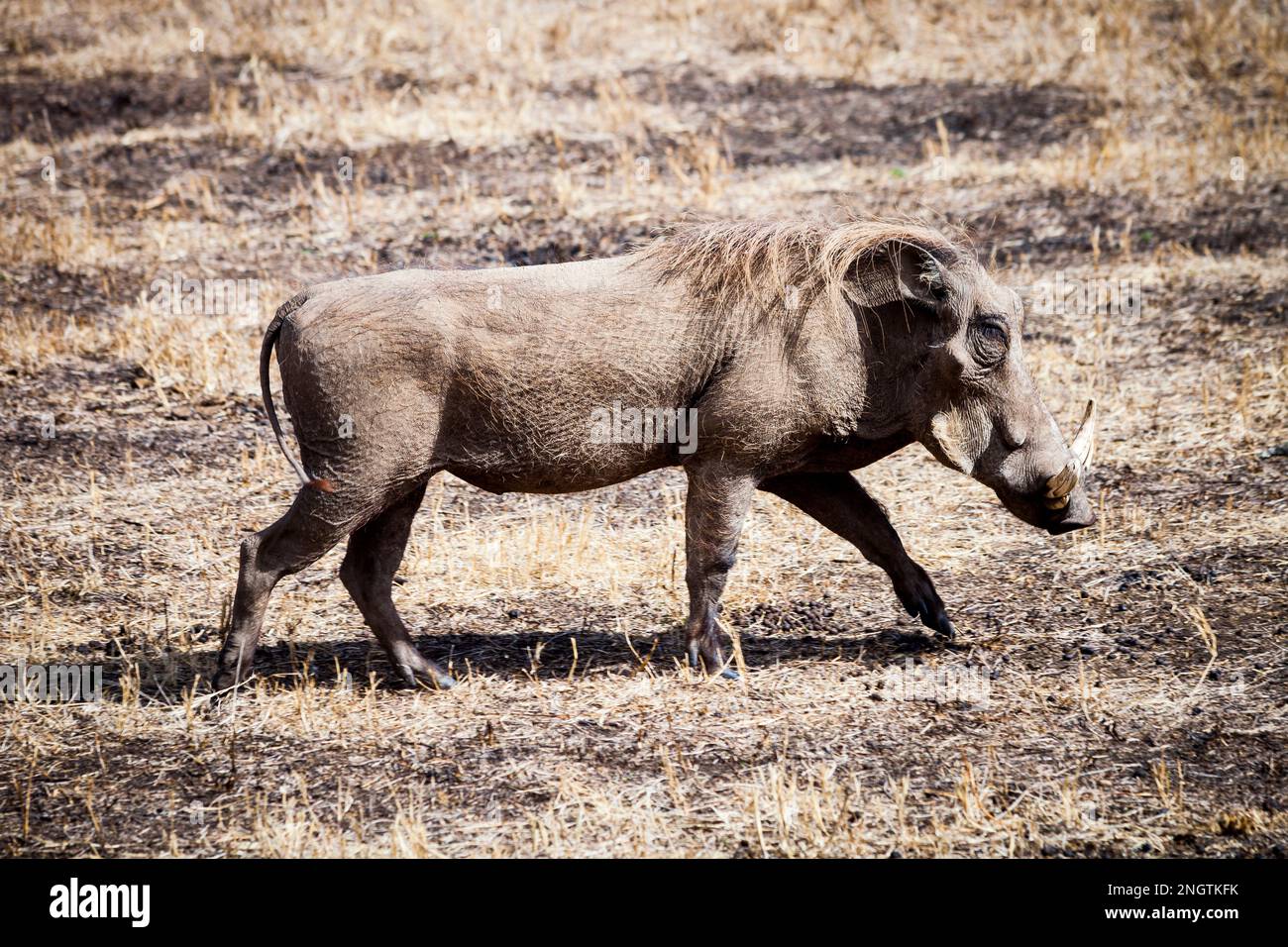 Warthog walking wildlife, africa, tansania Stock Photo