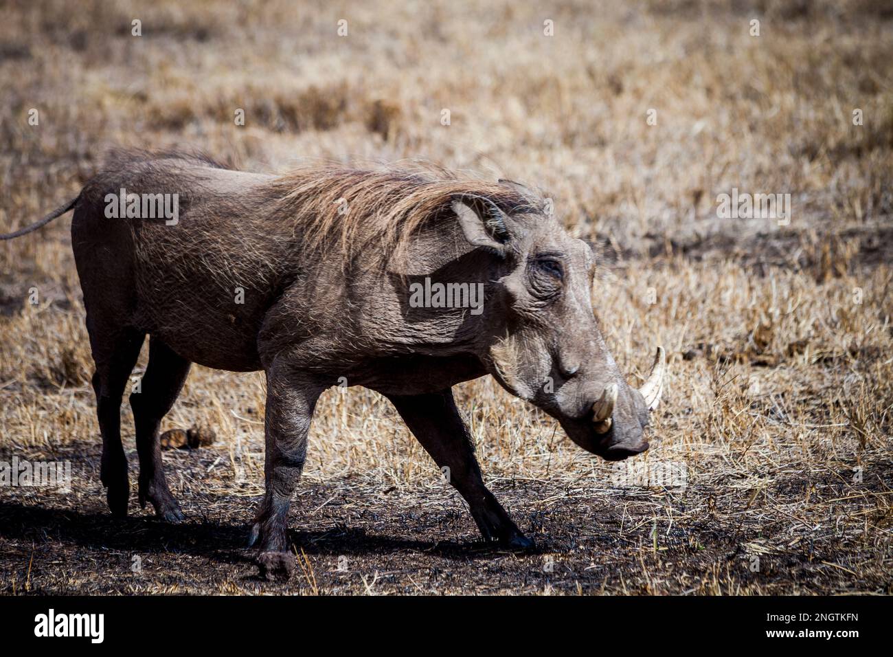Warthog walking wildlife, africa, tansania Stock Photo