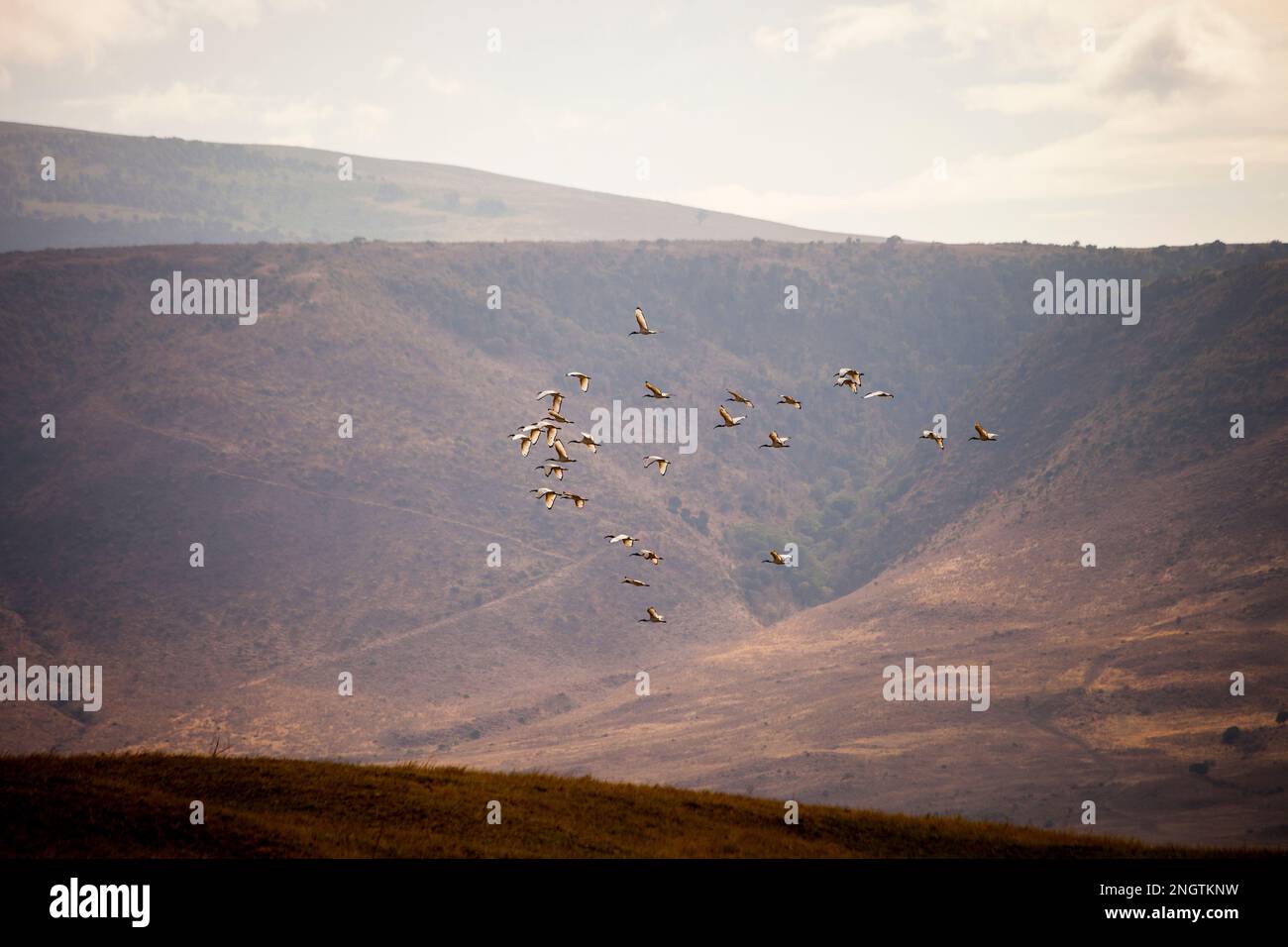Birds flying wildlife, africa, tansania, ngorongoro Stock Photo