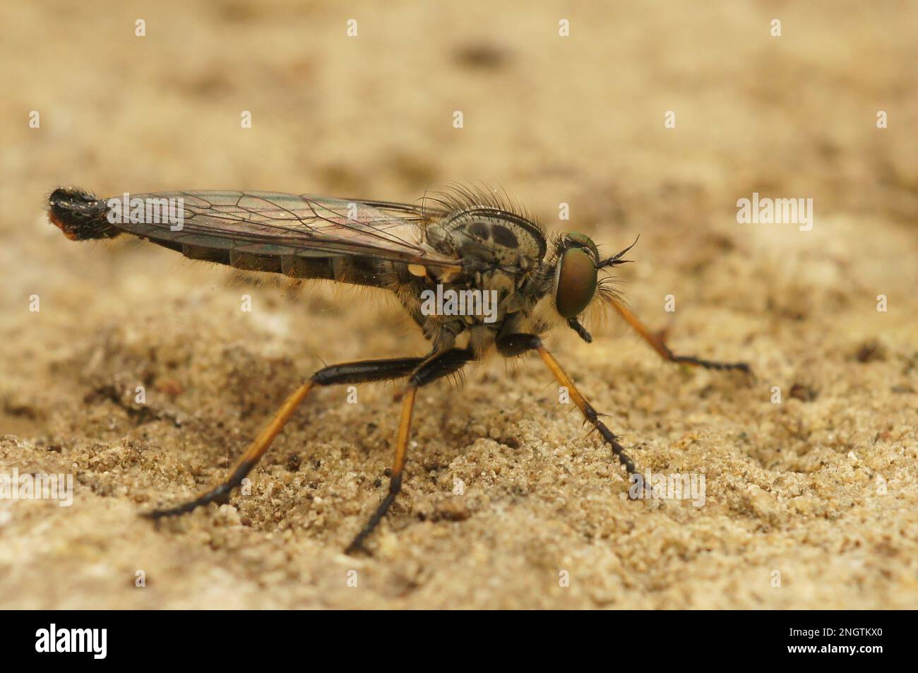 Awl robberfly hi-res stock photography and images - Alamy