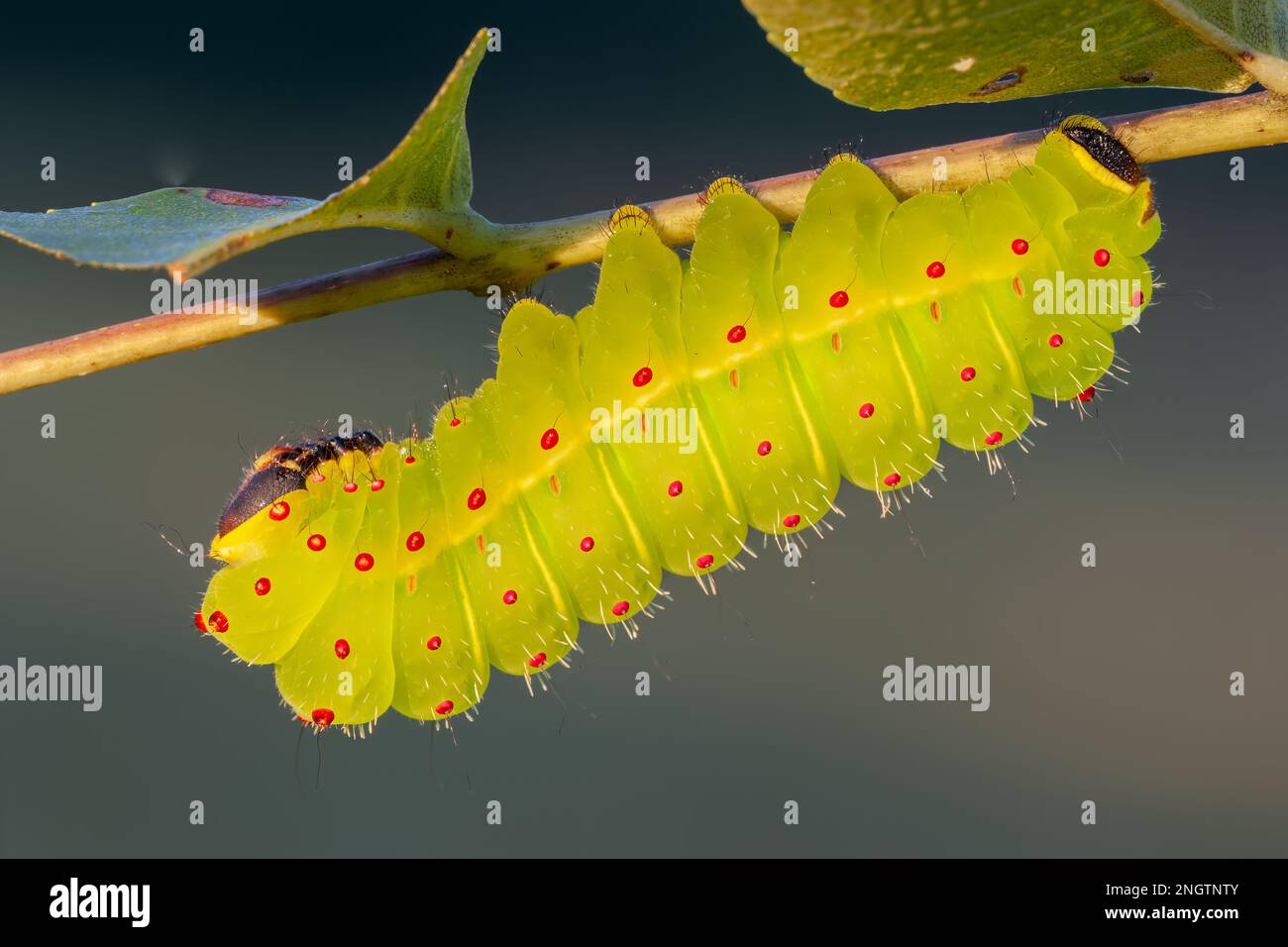 Luna Moth (Actias luna) Early 5th instar larva on Black Walnut (Juglans