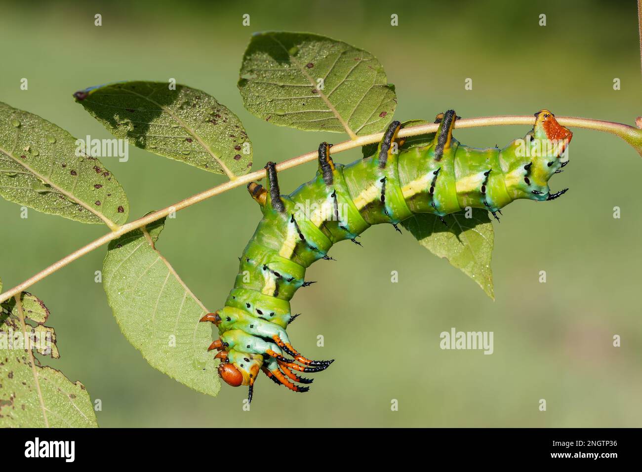 HICKORY HORNED DEVIL (Citheronia regalis)  caterpillar.  The adult form is a moth that is known as the Royal Walnut Moth, aka Regal Moth.  This is a 5 Stock Photo