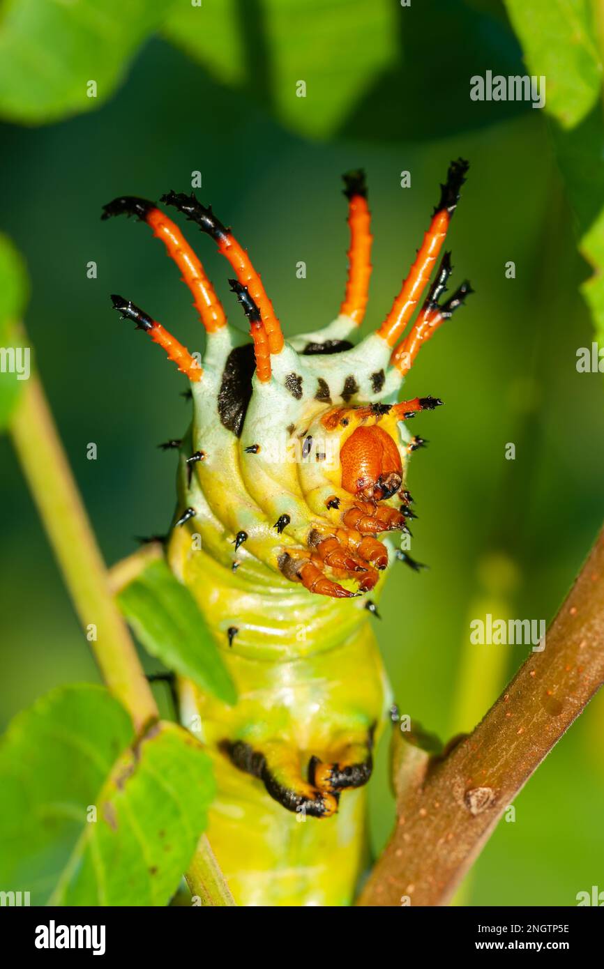 HICKORY HORNED DEVIL (Citheronia regalis)  caterpillar.  The adult form is a moth that is known as the Royal Walnut Moth, aka Regal Moth.  This is a 5 Stock Photo