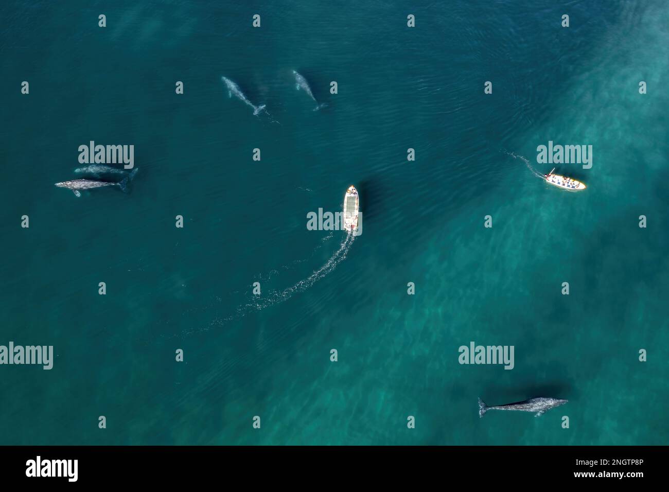Aerial view of group of grey whales eschrichtius robustus, Baja