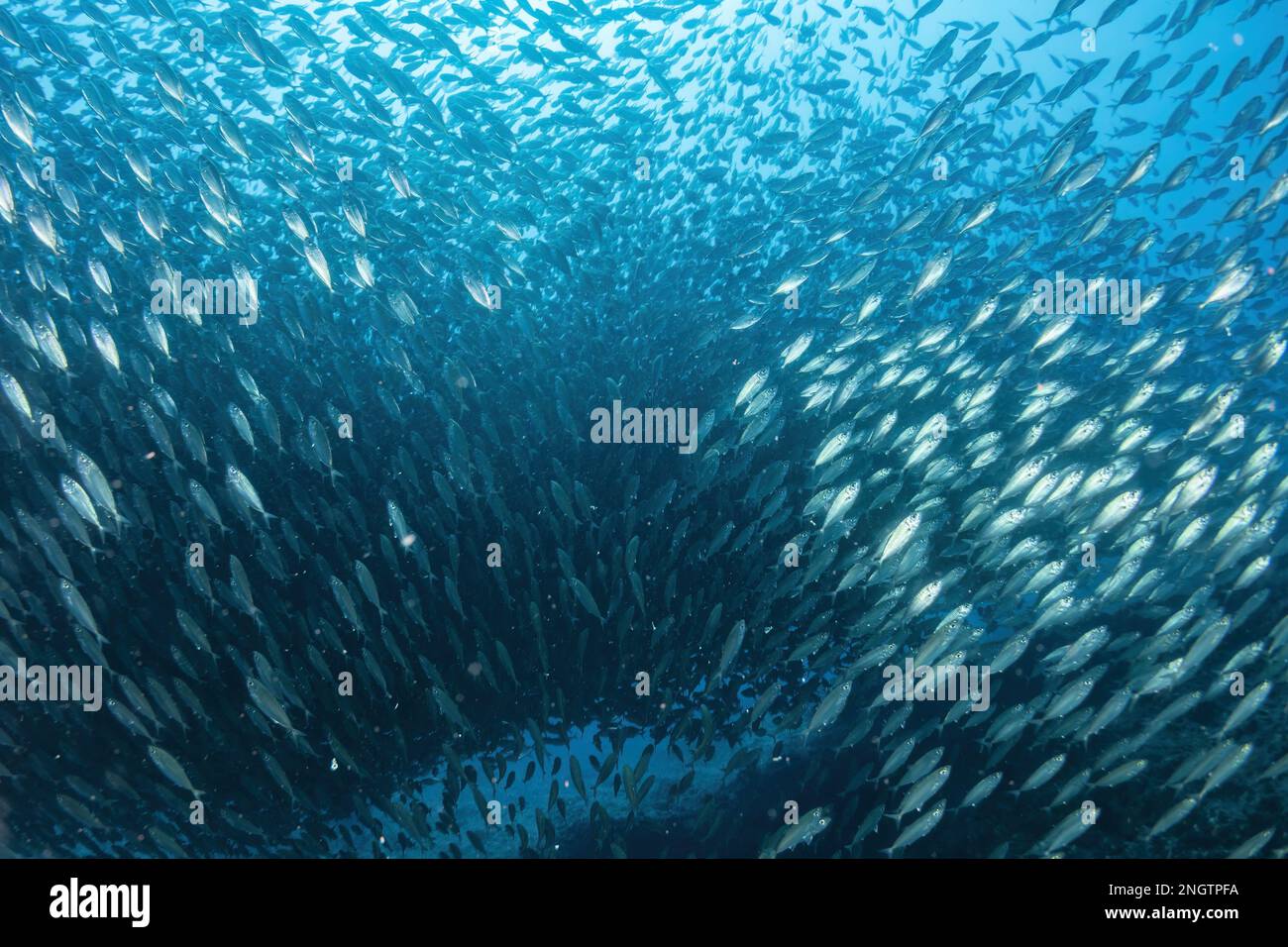 inside a giant sardines school of fish bait ball while diving cortez