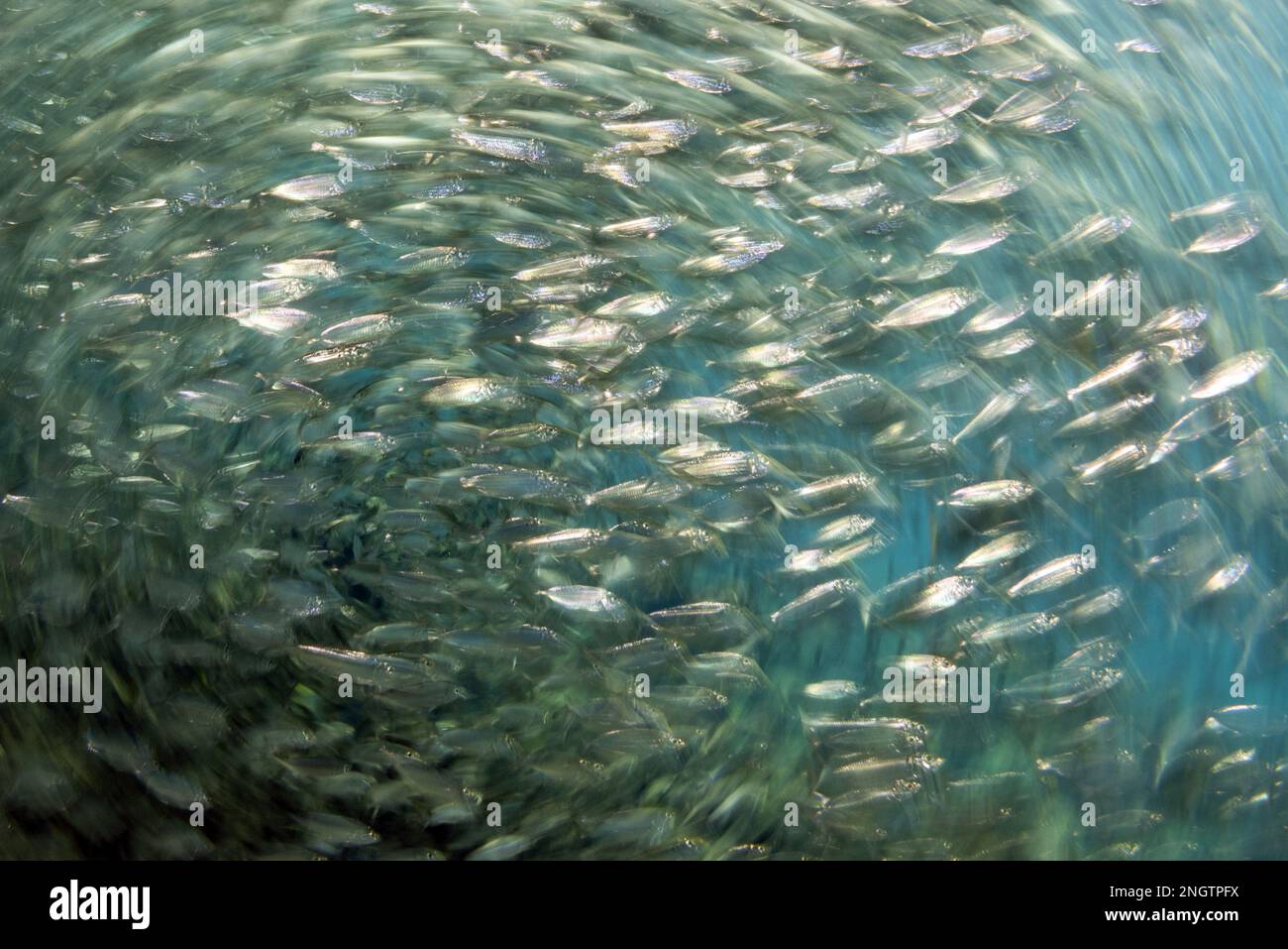 inside a giant sardines school of fish bait ball while diving cortez