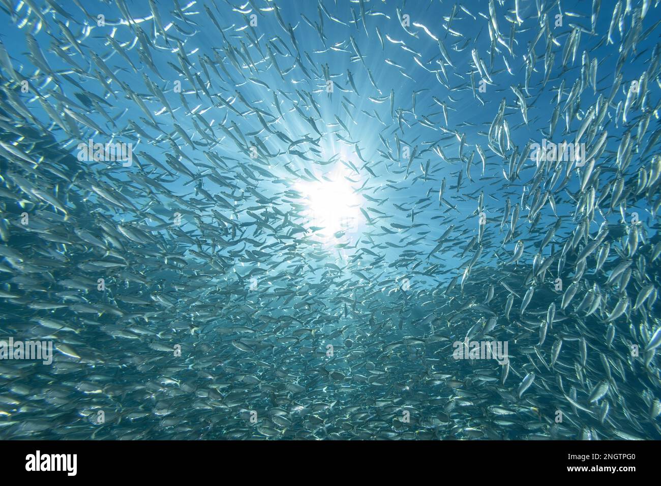 inside a giant sardines school of fish bait ball while diving cortez