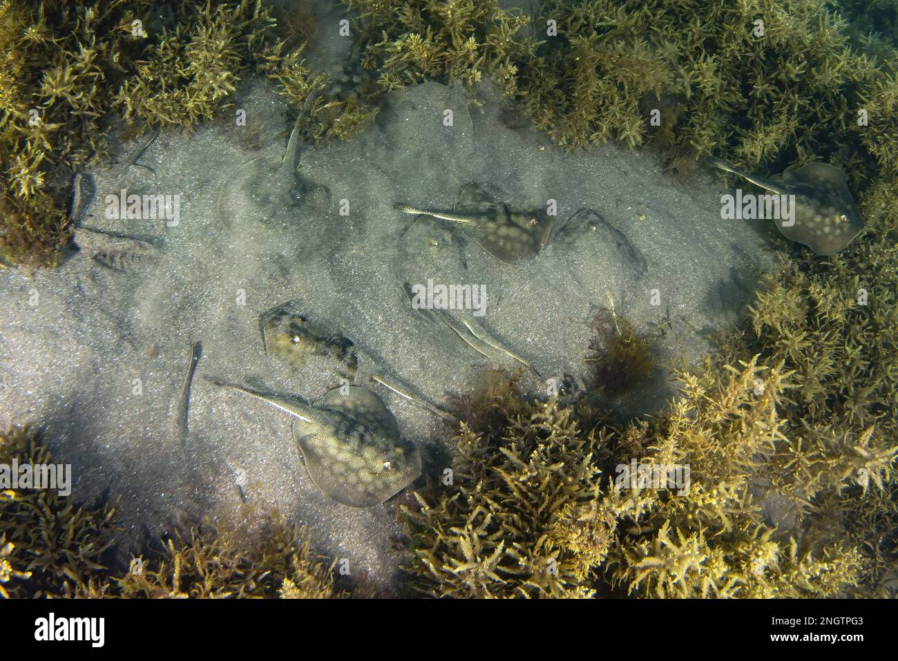 Nursery of many Stingray in the sand underwater in th Sea of Cortez, Mexico Stock Photo
