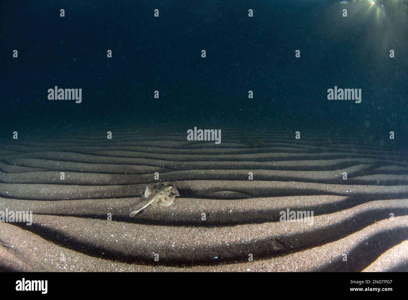 A Bullseye Stingray (Urobatis concentricus) in the sand underwater in th Sea of Cortez, Mexico Stock Photo