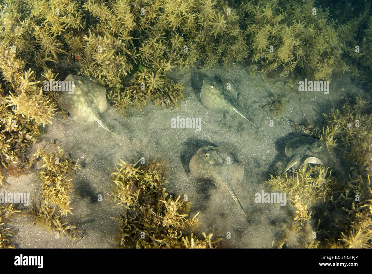 Nursery of many Stingray in the sand underwater in th Sea of Cortez, Mexico Stock Photo