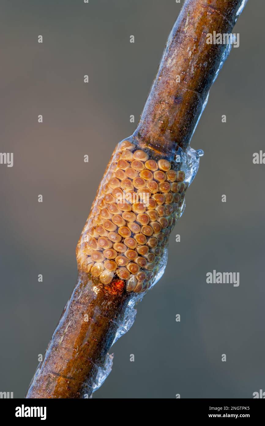 Barrens Buck Moth (Hemileuca maia) Overwintering egg ring on Blackjack Oak (Quercus marilandica) twig after ice storm.  This species flies in the fall Stock Photo