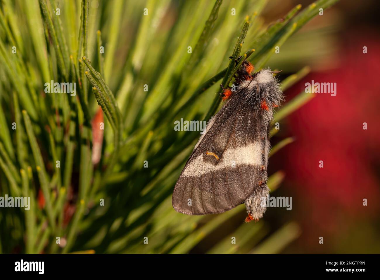 Barrens Buck Moth (Hemileuca maia)  Female hanging on a Pitch Pine (Pinus rigida) and releasing her pheromones to attract a mate.  This species flies Stock Photo