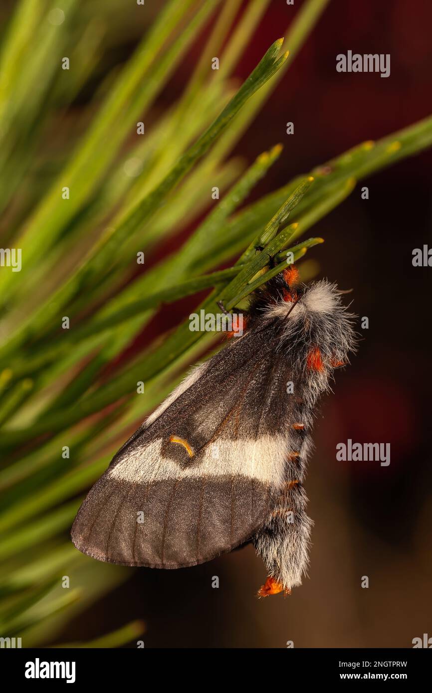 Barrens Buck Moth (Hemileuca maia)  Female hanging on a Pitch Pine (Pinus rigida) and releasing her pheromones to attract a mate.  This species flies Stock Photo