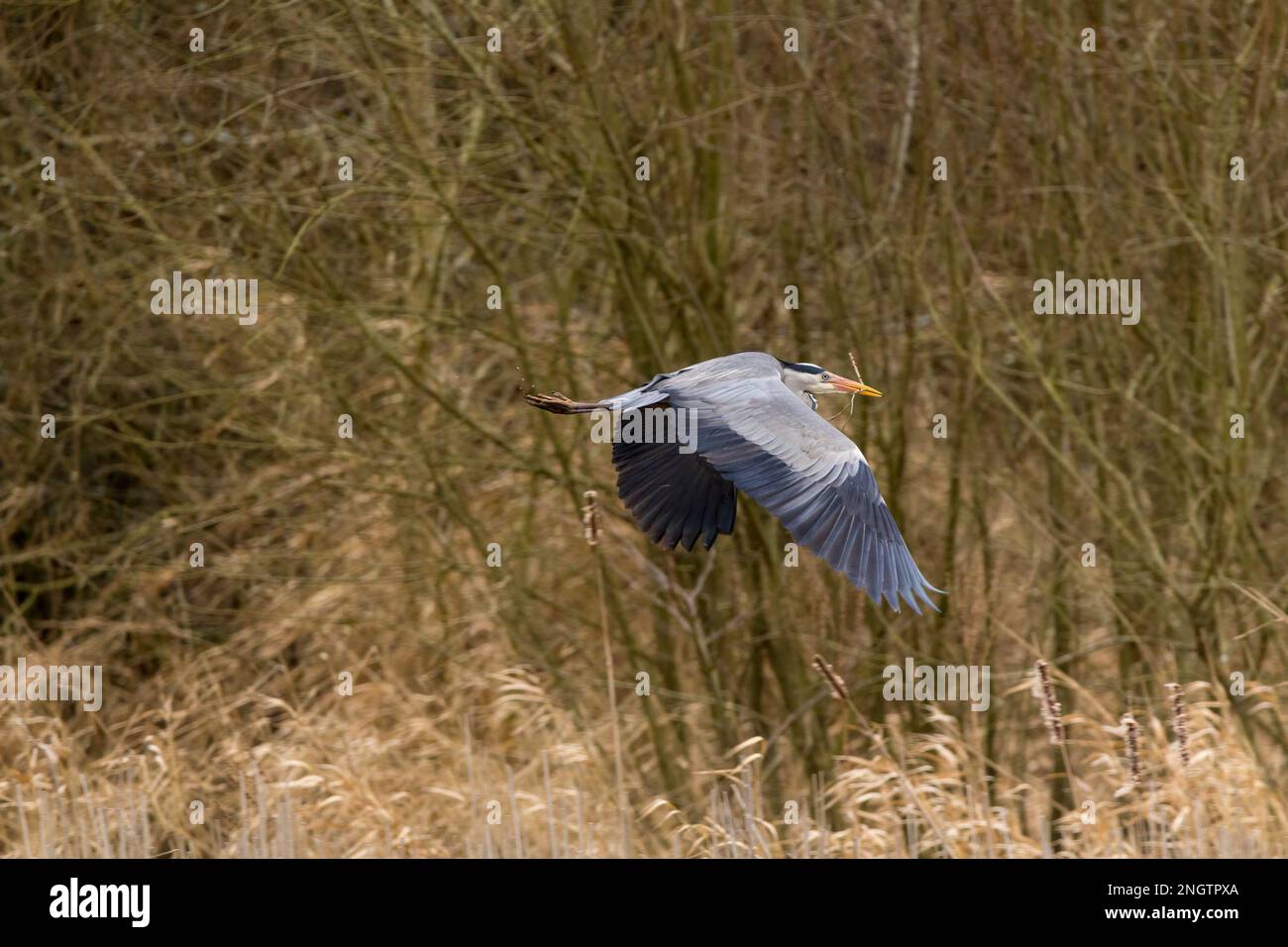 Heron grey Ardea cinerea, large blue grey wading bird in flight long yellow dagger like bill black flight feathers long neck and legs black crest Stock Photo