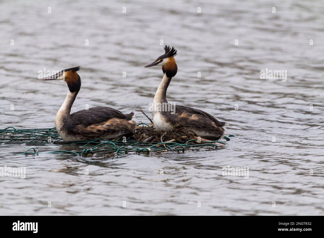 Great crested grebe Podiceps cristatus, mating courtship dispaly dark head plumes and ruff white neck and face red orange sides of ruff pointed bill Stock Photo