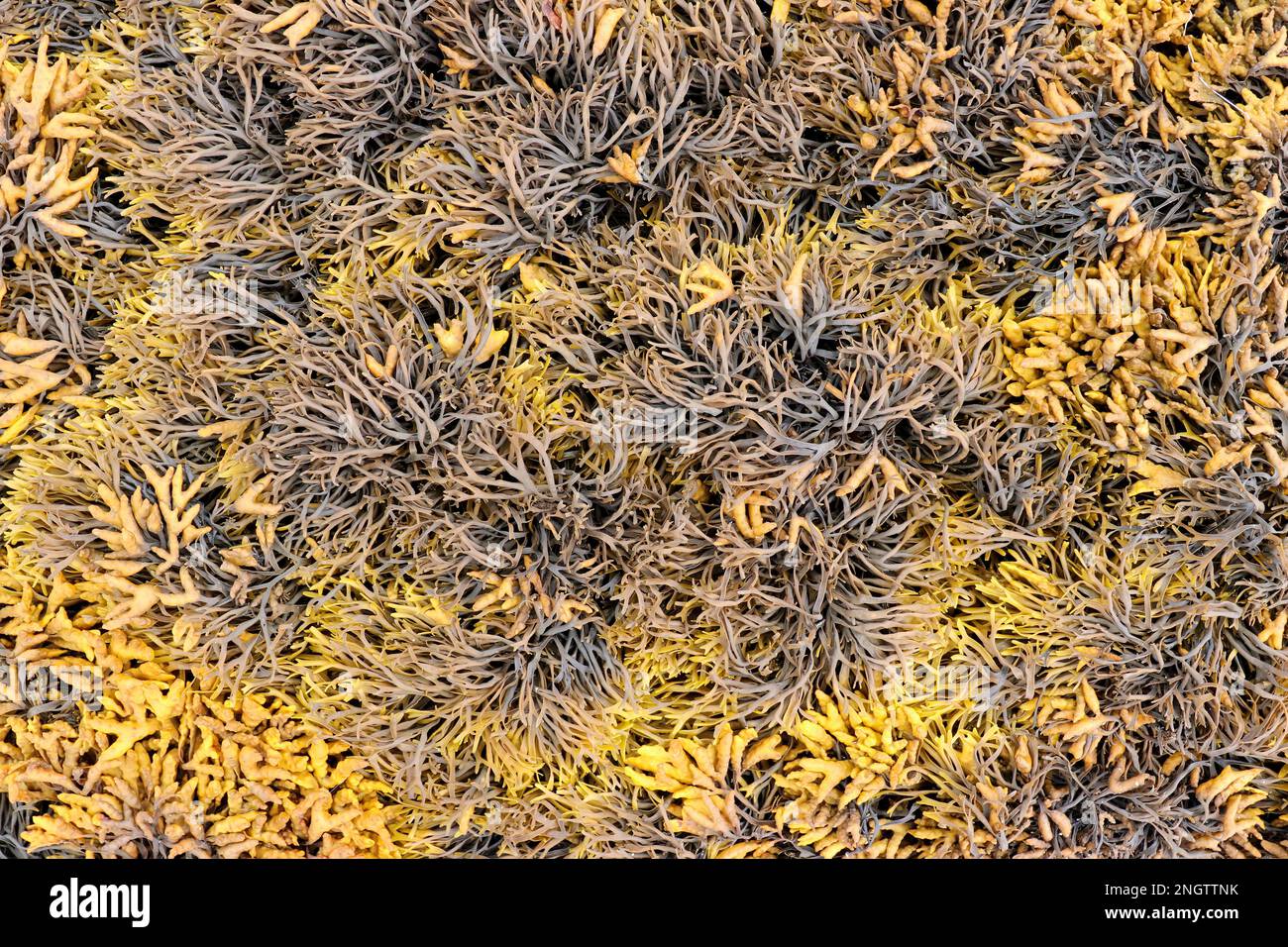 Abstract detail of the sea weeds Stock Photo