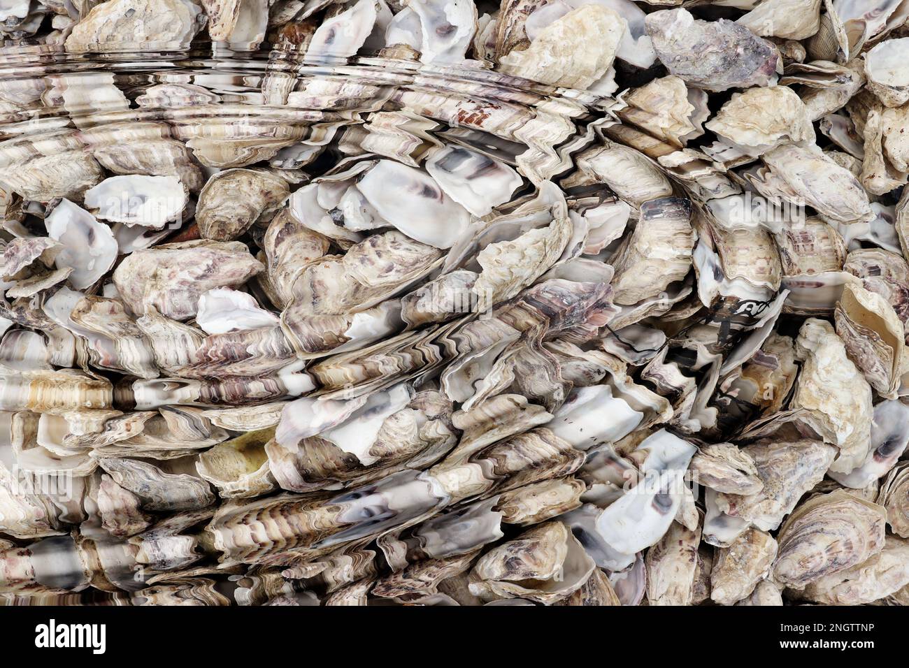 Water ripples over shells of clams and oysters Stock Photo Alamy