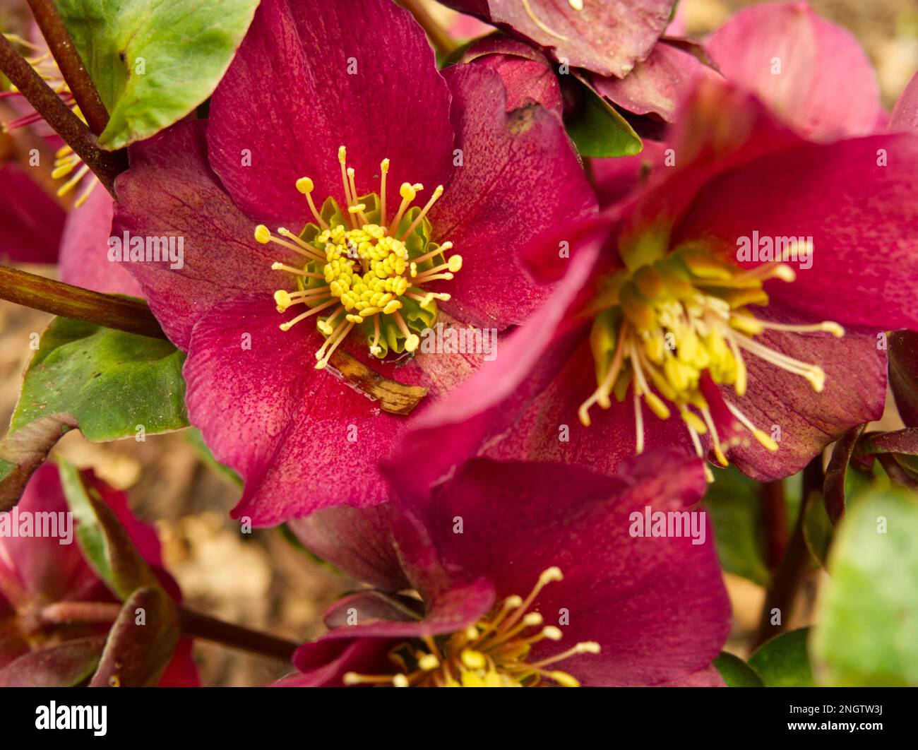 Red hellebore 'Ice n Roses' close-up Stock Photo