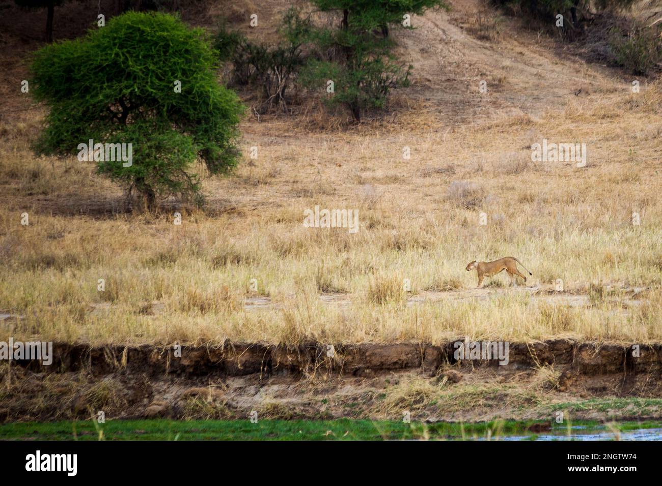 lion walking wildlife, africa, tansania Stock Photo