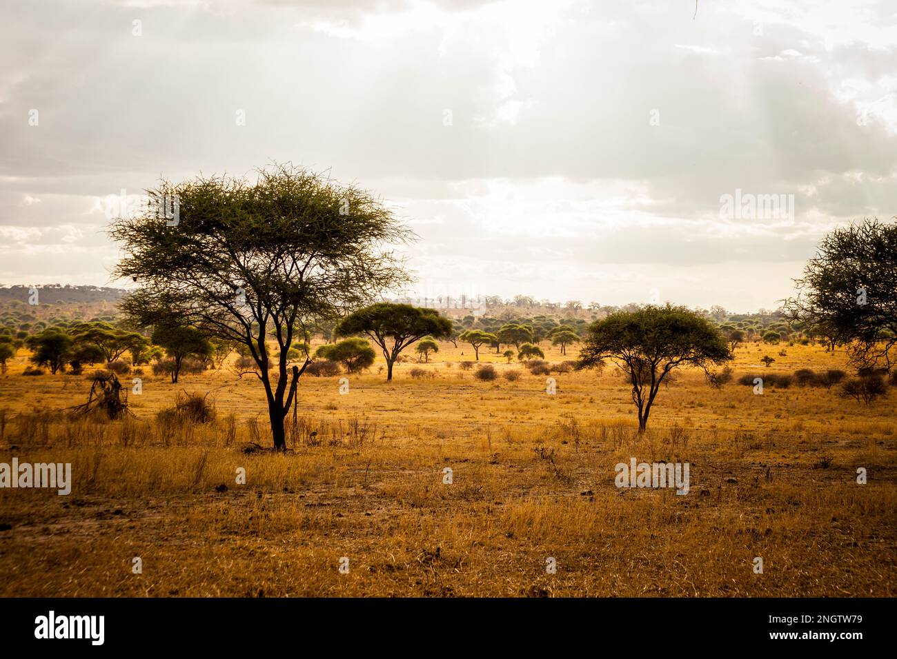 Acacia, the most common tree in Tanzania, africa, tansania Stock Photo