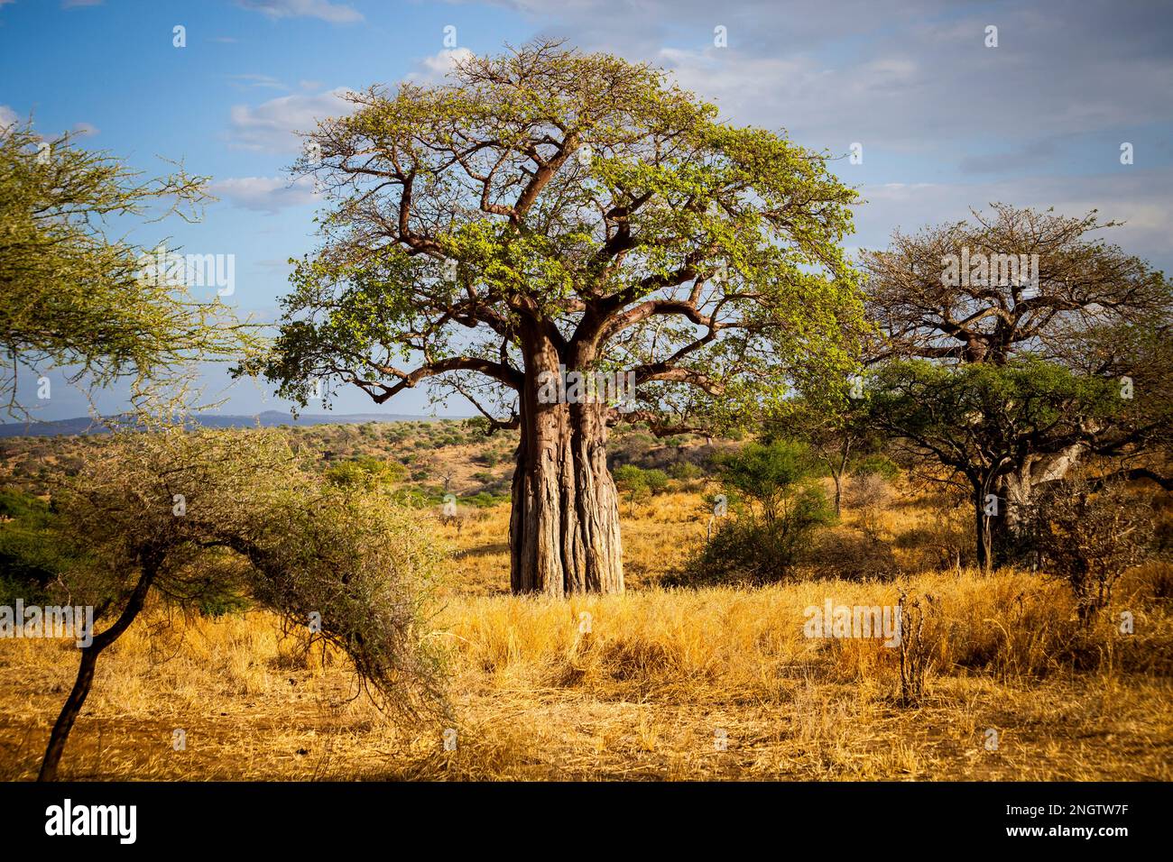 Old Baobab Tree, africa, tansania Stock Photo