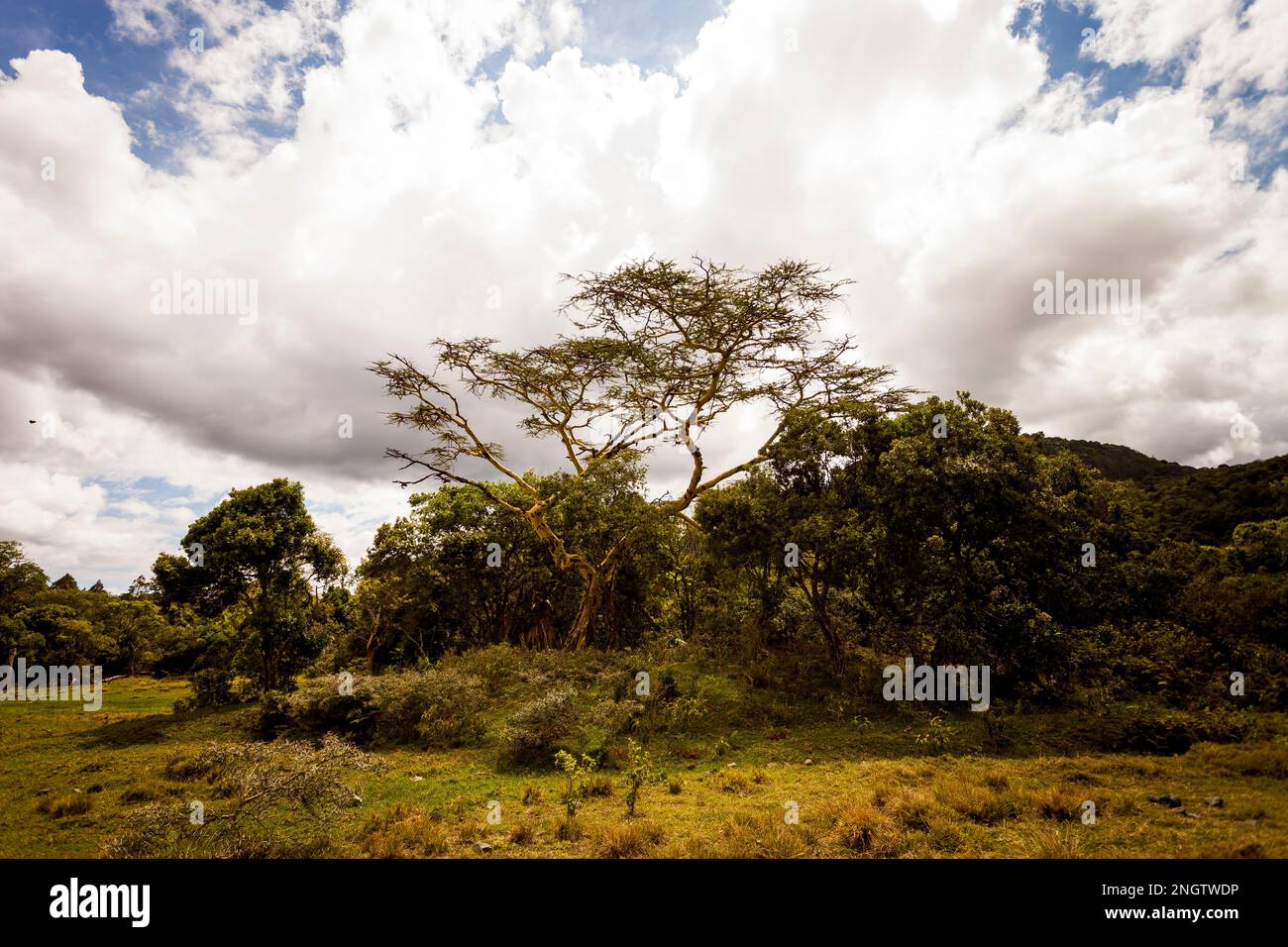 Acacia, the most common tree in Tanzania, africa, tansania Stock Photo
