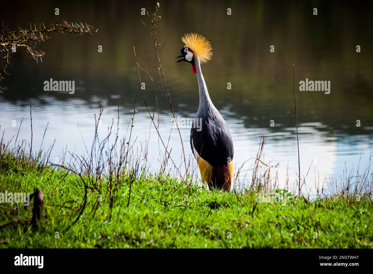 Black crowned crane isolated hi-res stock photography and images - Alamy