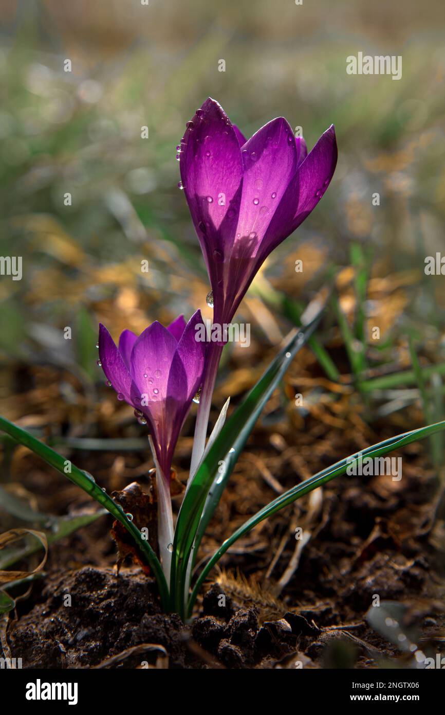 Spring flowers purple hi-res stock photography and images - Alamy